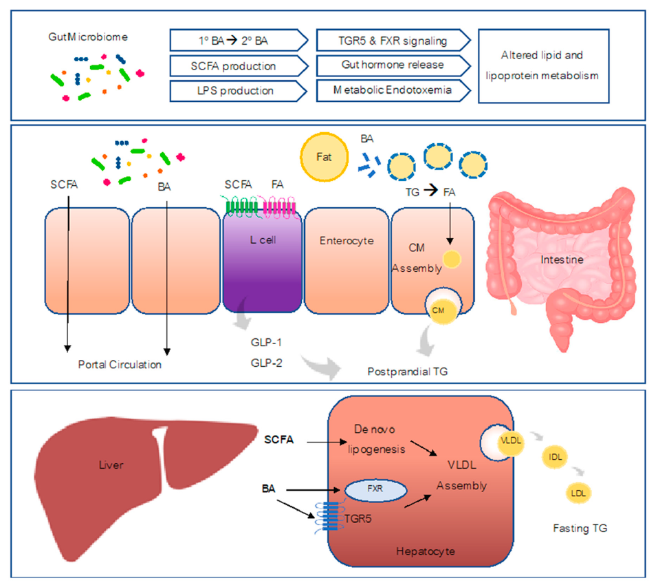 Figure showing the role of microbiota in host lipoprotein metabolism