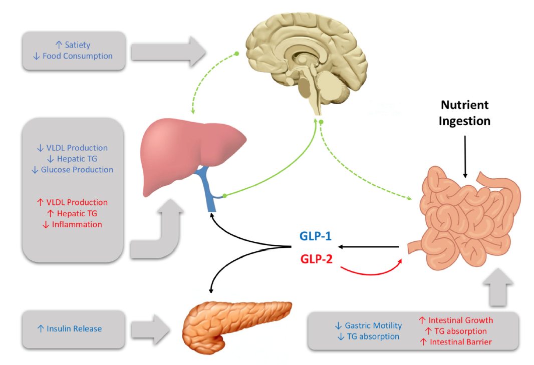 Figure showing how GLP-1 and GLP-2 act as hormones to exert effects on multiple organs through central and peripheral signaling