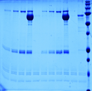 enzymatic reaction enzymatic reaction