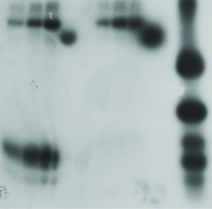 enzymatic reaction enzymatic reaction