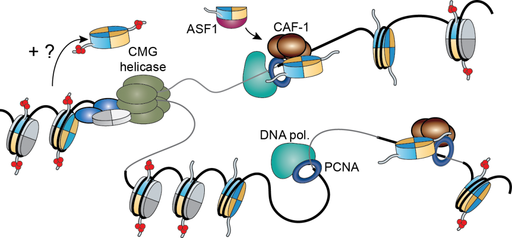 replication fork