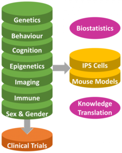 POND-platforms-v3-1-700×875 Flow diagram illustrating components of research leading to clinical trials. Green sections list research areas including genetics, behaviour, cognition, epigenetics, imaging, immune, and sex & gender. These feed into clinical trials (orange). Side modules include IPS cells and mouse models (yellow), as well as biostatistics and knowledge translation (pink).