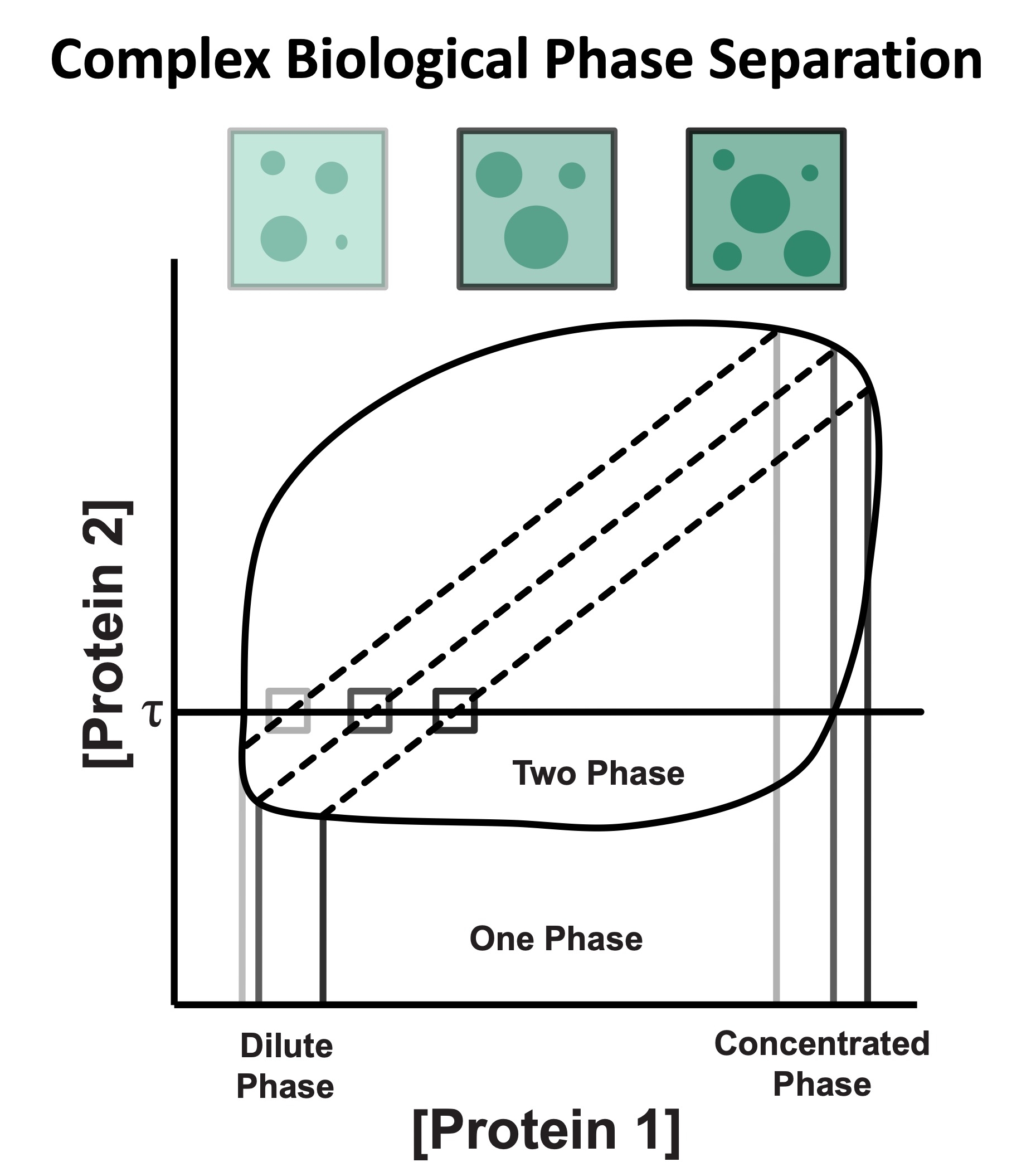 Image depicting a two phase diagram demonstrating complex biological phase separation. The x-axis represents the concentration of protein 1 while the y-axis represents the concentration of protein 2. 