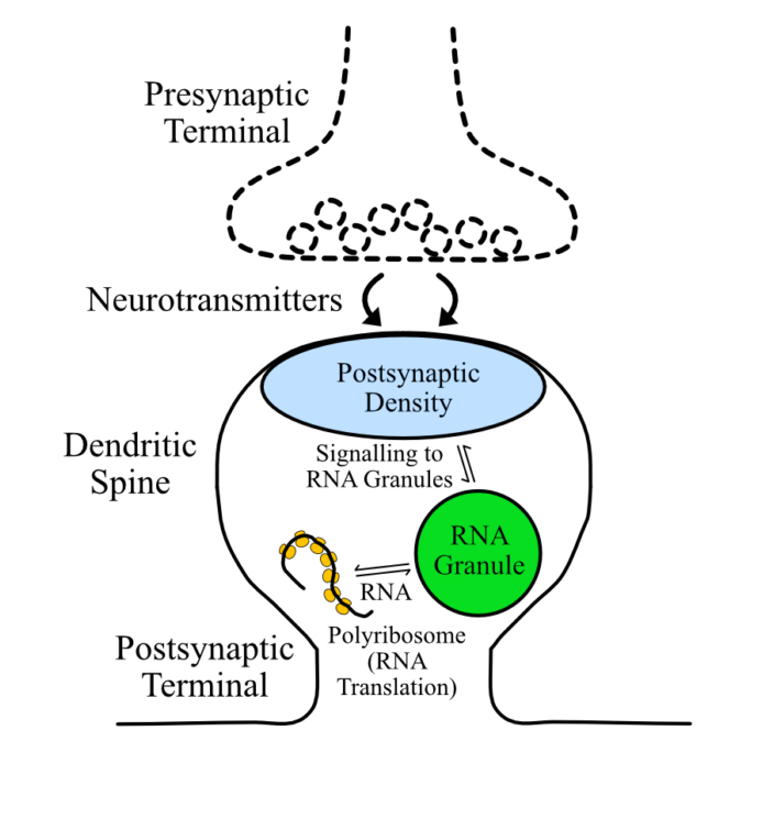 Image depicting is a dendritic spine from a neural synapse containing the following: presynaptic terminal, neurotransmitter, post-synaptic density, RNA granule, RNA, and Polyribosome (Used or RNA Translation)
