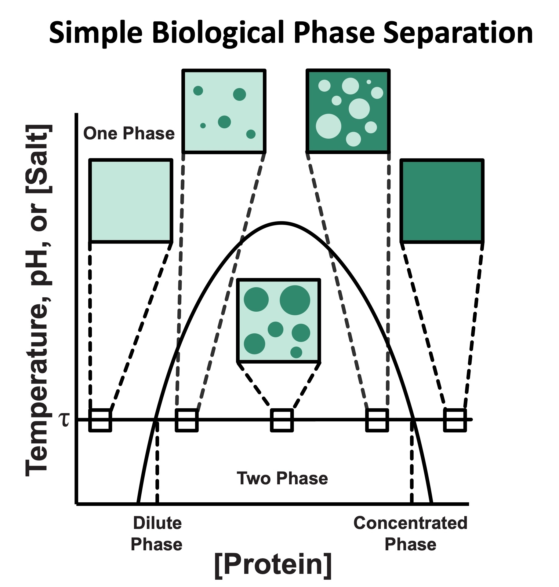 Image depicting a phase a diagram. The x-axis shows protein concentration whilst the y-axis shows temperature, pH, or Salt concentration. Depending on the parameters, proteins can exist in a dilute or concentration phase. However if given ideal parameters, proteins can exist in a two phase where droplet formation is prevalent. 