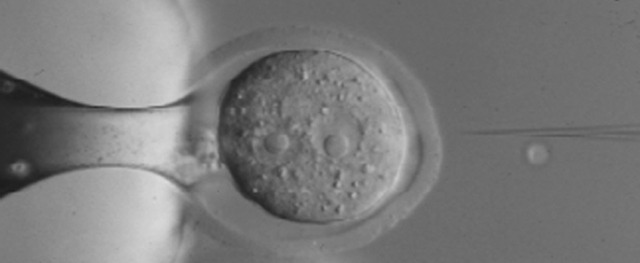 Past research - microinjection