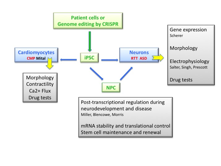 Charts On Stem Cell Research