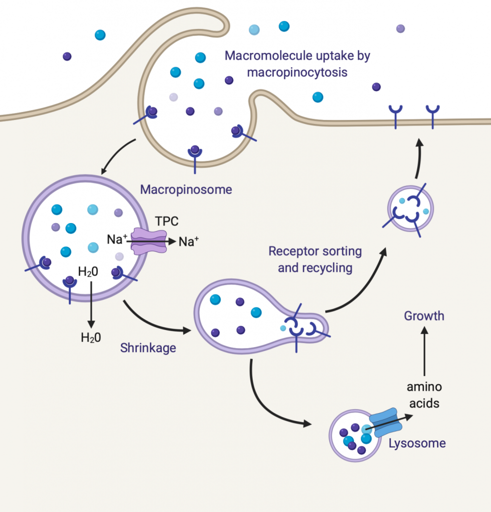 image depicting surveillance and traffic of fluid in cells
