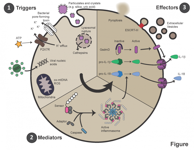 Inflammasome complexes are activated by a wide range of inflammatory or infectious triggers. These triggers activate the inflammasome “mediators”, including Asc and caspase-1. The end “effectors” of this process include the cleavage and release of IL-1, IL-18, and the pore-forming protein gasdermin D. In some conditions, this process results in cell rupture and death.