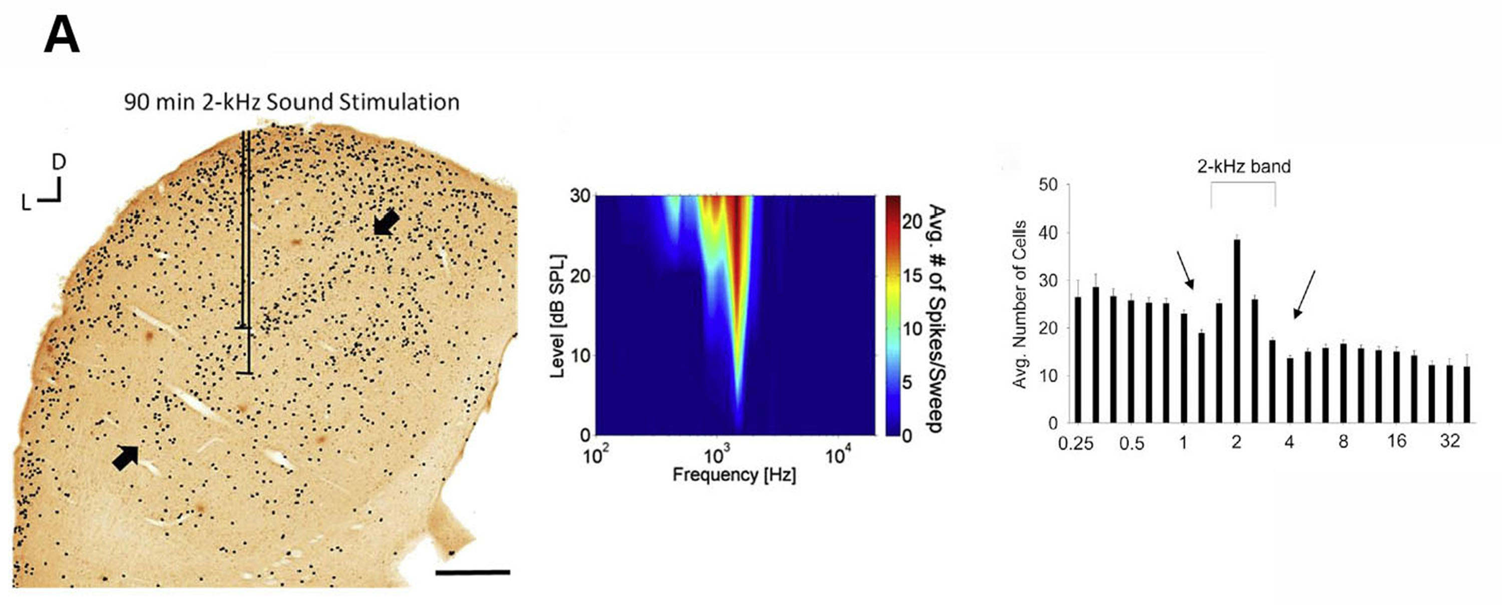 image of c-fos activity, tuning curve and graphed cell numbers during 2kHz band stimulation