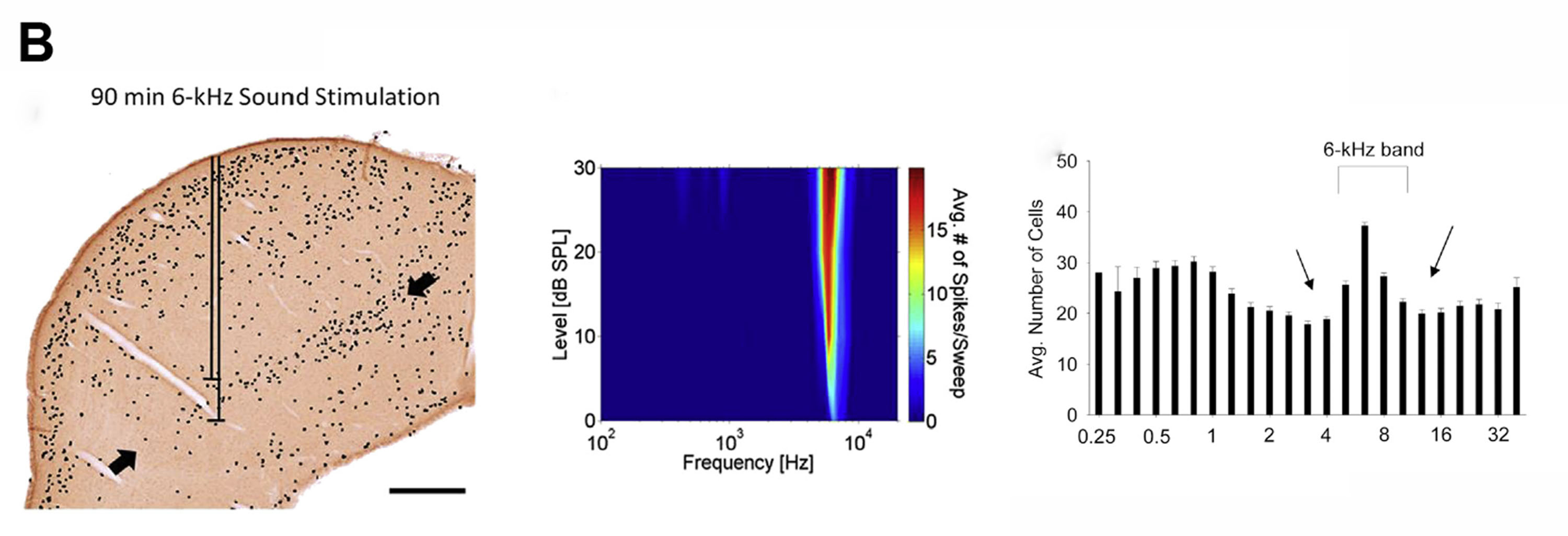 Image of c-fos immuno-labelling, tuning curve and graphed number of active cells at 6kHz band stimulation