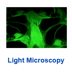 Link to the light microscopy page