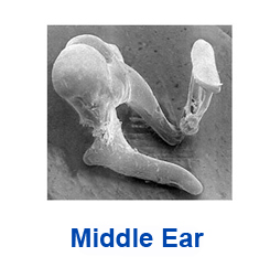 Link to the middle ear page