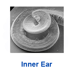 link to the inner ear page