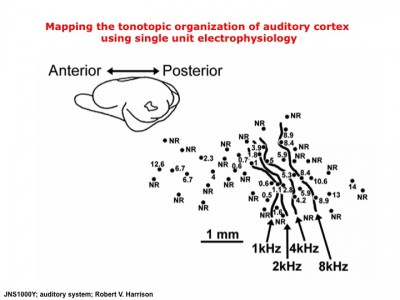 Mapping tonotopic organization in the auditory cortex