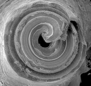 cochlea turn top view