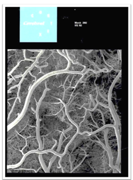 Cerebral cortex journal cover - work published in 2002