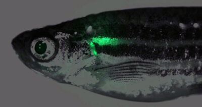 Zebrafish with GFP-labeled neuroblastoma