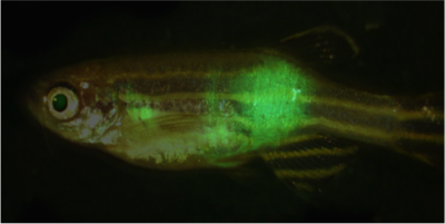 Adult zebrafish with GFP-labeled metastatic rhabdomyosarcoma