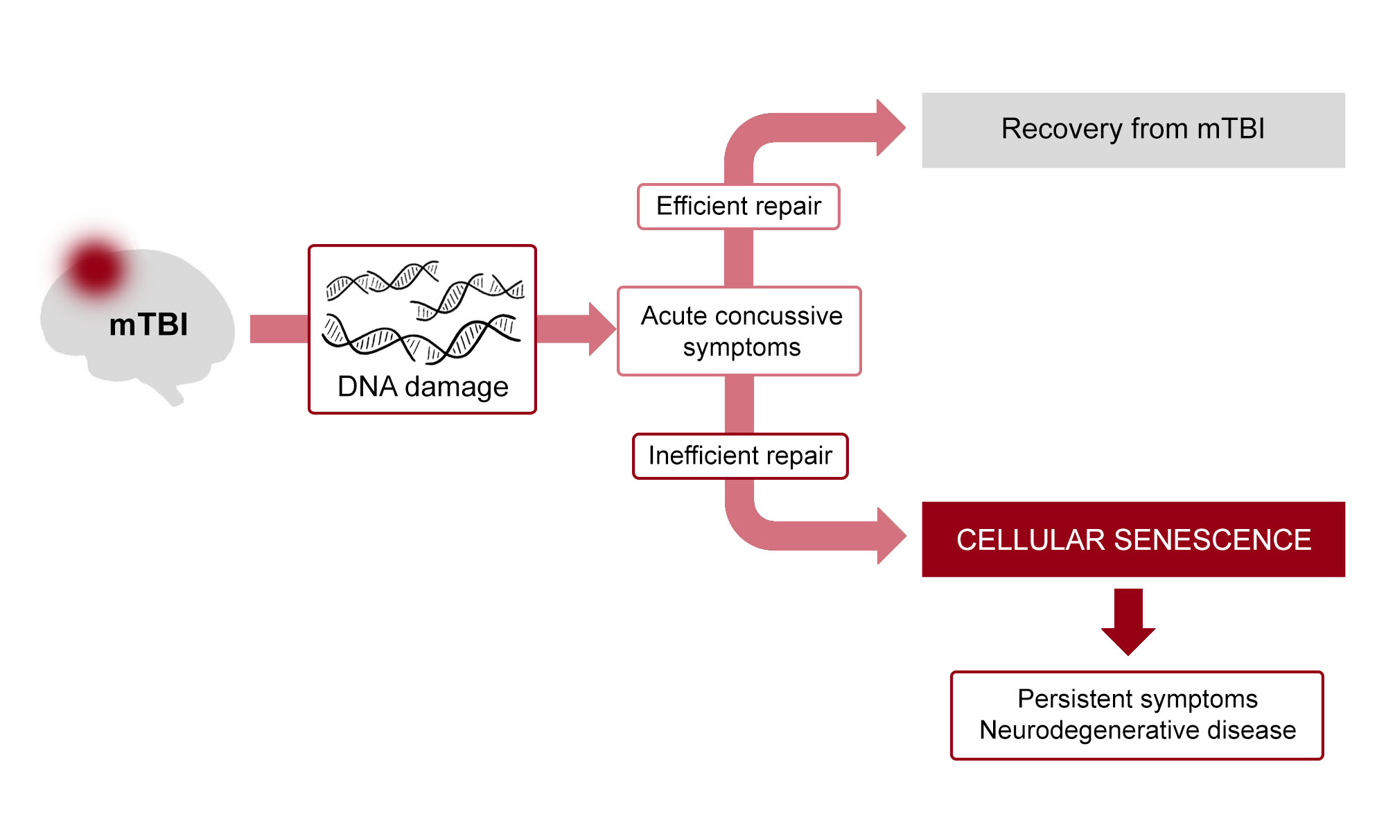 A flow chart illustrating the Hazrati Lab’s hypothesis of the impact of mild traumatic brain injury on DNA. See description after image