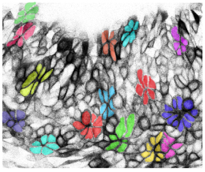 Rosette formation during ectodermal remodelling
