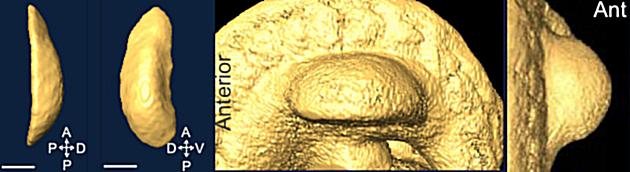 3D shape of a developing limb bud