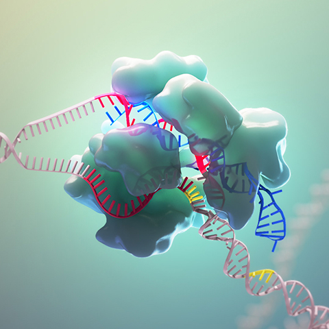 computer-generated image of CRISPR molecule binding to a strand of DNA