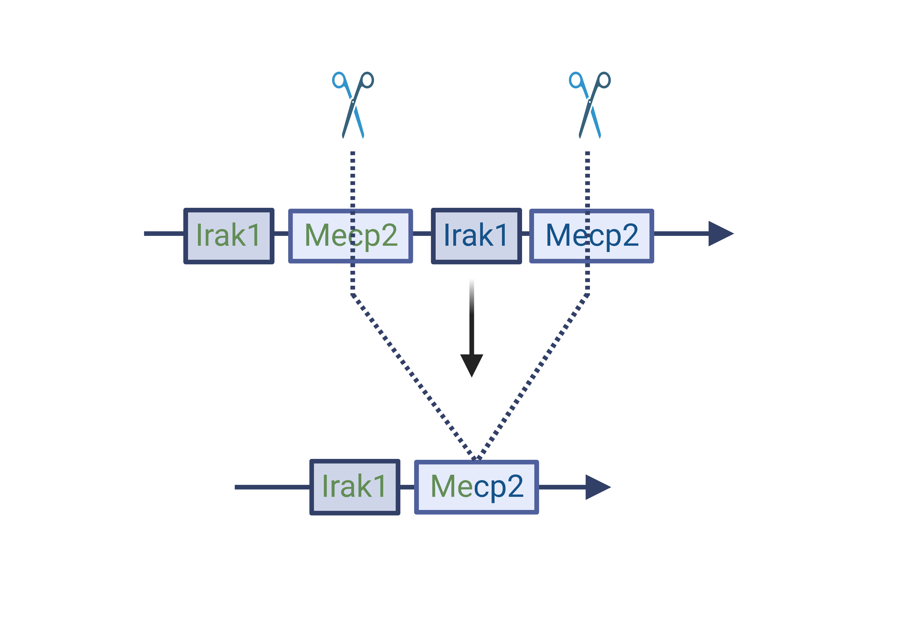 Schematic showing a gene duplication (Mecp2 and Irak1) removal by CRISPR editing