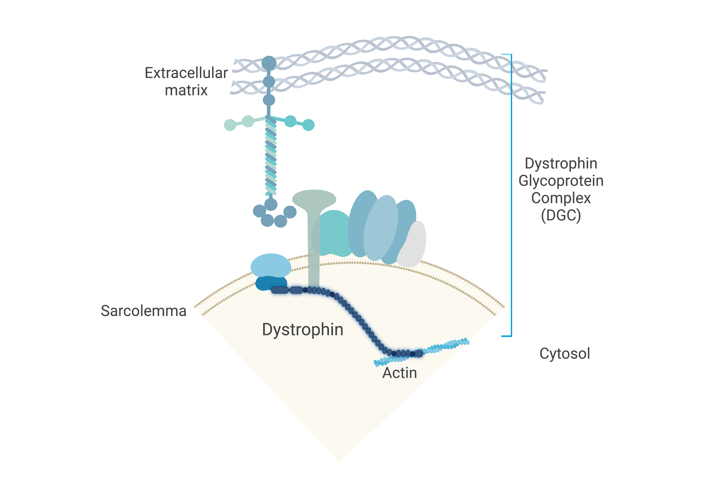 Schematic showing the dystrophin glycoprotein complex (DGC) tethered between the sarcolemma and the extracellular matrix