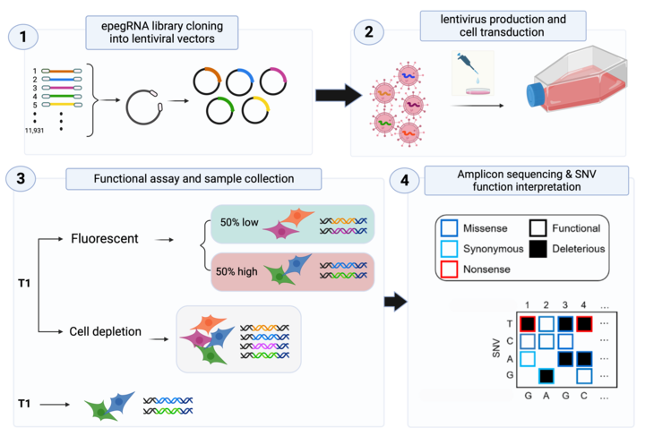 Infographic depicting saturation editing workflow. Workflow images show: epegRNA cloning into lentiviral vectors, virus projection and cell transduction, sample collection and functional assay, and amplicon sequencing/SNV functional interpretation.