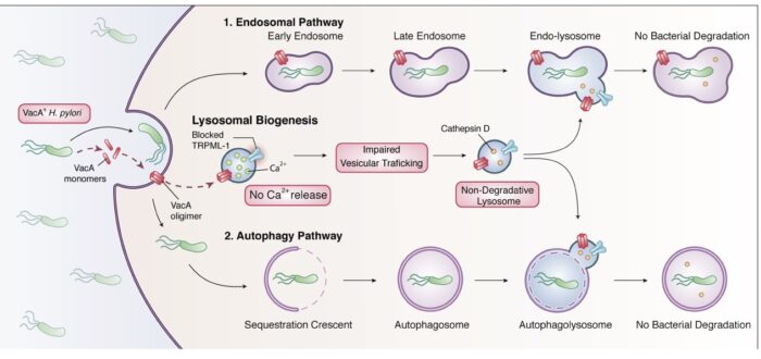 An illustration of the mechanism by which the VacA toxin secreted by H. pylori inhibits the lysosomal Ca2+ channel TRPML1 and impairs the vesicular trafficking leading to non-degradative lysosomes. These dysfunctional lysosomes are not capable of killing the intracellular H. pylori.