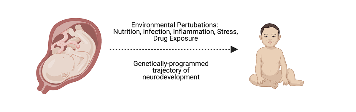 A graphic illustration of a fetus and a baby, illustrating that fetal and neonatal brain development is driven not only by the genetic programs, but also by environmental perturbations, including nutrition, infection, inflammation, stress, and drug exposure.
