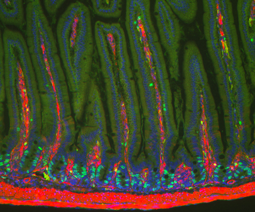 Intestinal cells