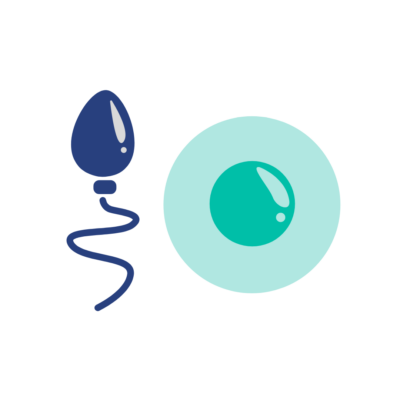 clipart of a single sperm and a single egg beside each other