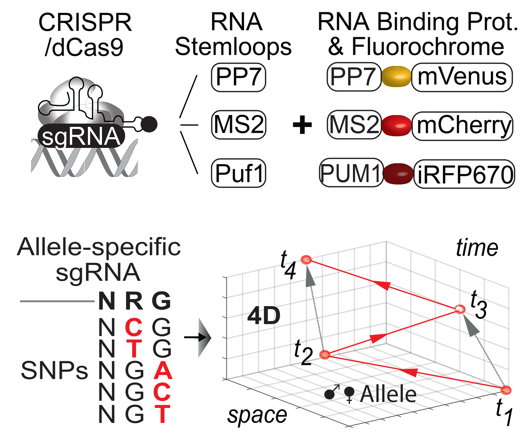 CRISPR/dCas9 live-cell imaging (CLING) uses RNA binding proteins (MS2, PP7, Puf1) fused to fluorescent reporters to target DNA loci.