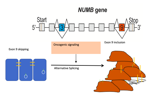 A schematic depicting a gene structure and cell function.