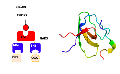 A diagram showing modular protein organization.