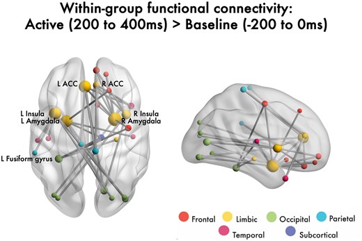 Figure illustrating Increased within-group functional connectivity. A significant within-group network of increased functional connectivity 200 to 400 ms following emotional face onset compared to baseline (0 to −200 ms) in 3- to 5-year-old children. The network is represented in the glass brain; node size is scaled by degree.