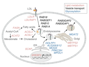 Image of publication entitled "Systematic mapping of genetic interactions for de novo fatty acid synthesis identifies C12orf49 as a regulator of lipid metabolism"