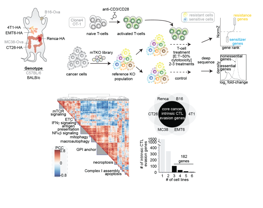 Image of publication entitled "Functional genomic landscape of cancer-intrinsic evasion of killing by T cells"