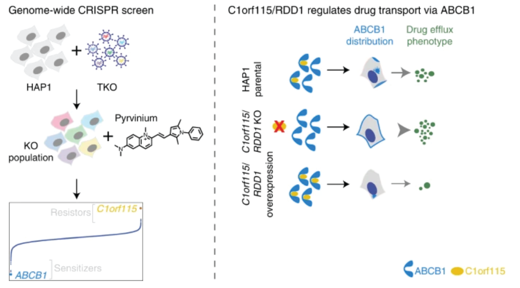 Image of publication entitled "Chemical genomics with pyrvinium identifies C1orf115 as a regulator of drug efflux"