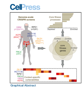 Graphical abstract of "High-Resolution CRISPR Screens Reveal Fitness Genes and Genotype-Specific Cancer Liabilities"