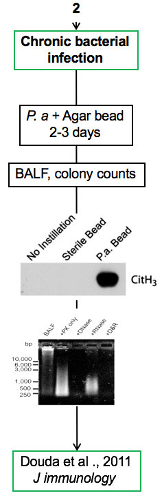 Palaniyar + Douda - Mouse Model + Chronic bacterial infection + agar bead