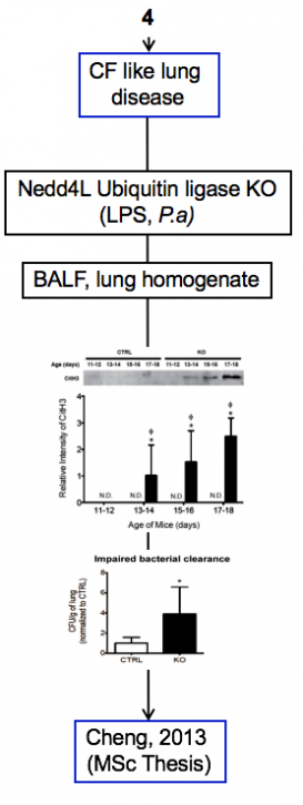 Palaniyar + Cheng - Mouse model + CF like lung disease + Nedd4L ubiquitin ligase KO