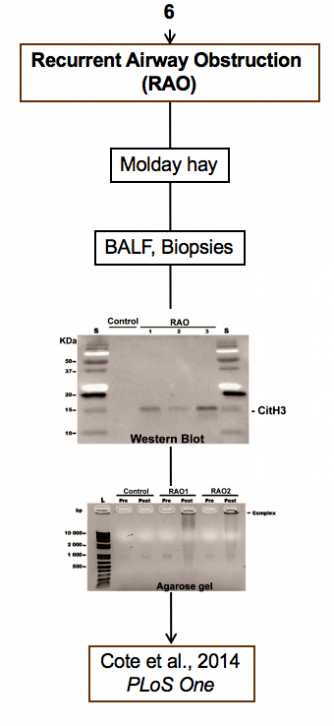 Palaniyar + Cote - Horse Model + Recurrent airway obstruction + western blot