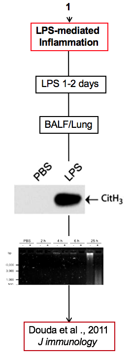 Palaniyar + Douda - LPS mediated inflammation + Mouse Model