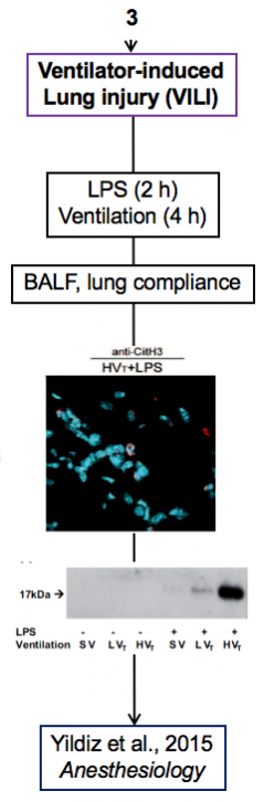 Palaniyar + Yildiz - Ventilator Induced Lung Injury + Mouse model + BALF + LPS