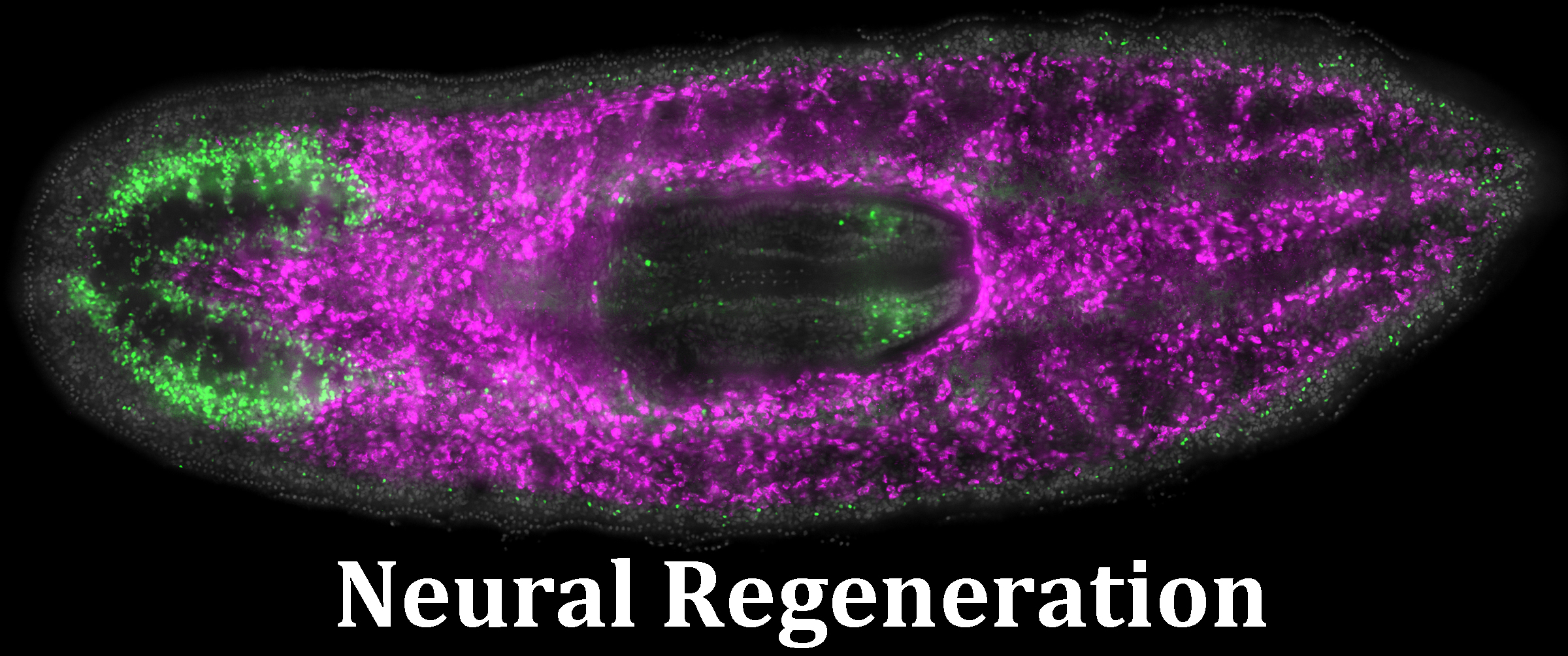 Piwi labelled cells in planar - image for neural regeneration projects in the lab