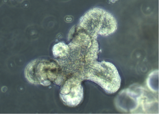 Image of an intestinal organoid