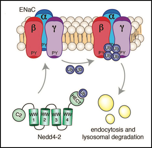 Mutual regulation of the FGFR1 and the ubiquitin ligase Nedd4.
